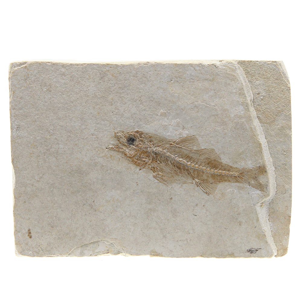 Настоящий отпечаток ископаемой рыбы. Древнейшая окаменелая маленькая рыба из Палеогенового периода. Франция, Alpes-de-Haute-Provence 30-35 млн лет